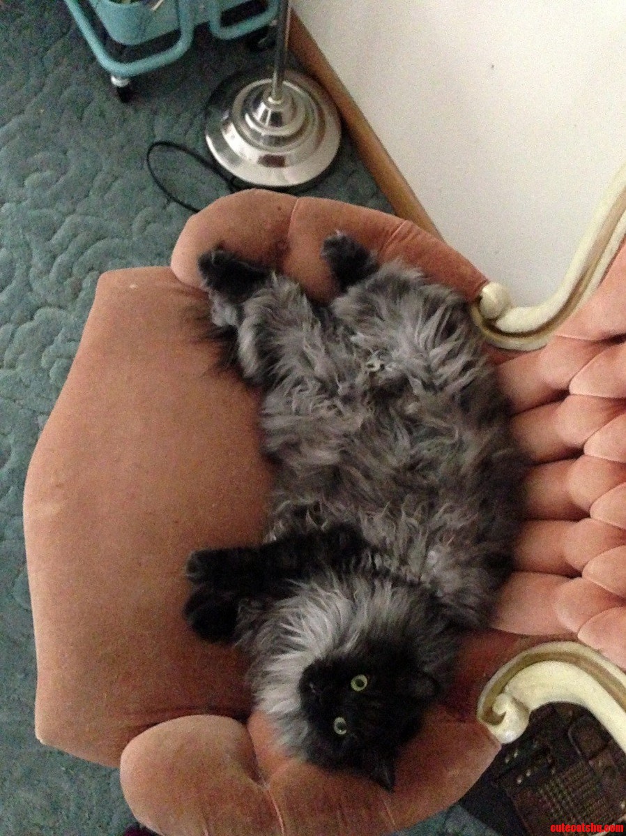 Meow You Doin