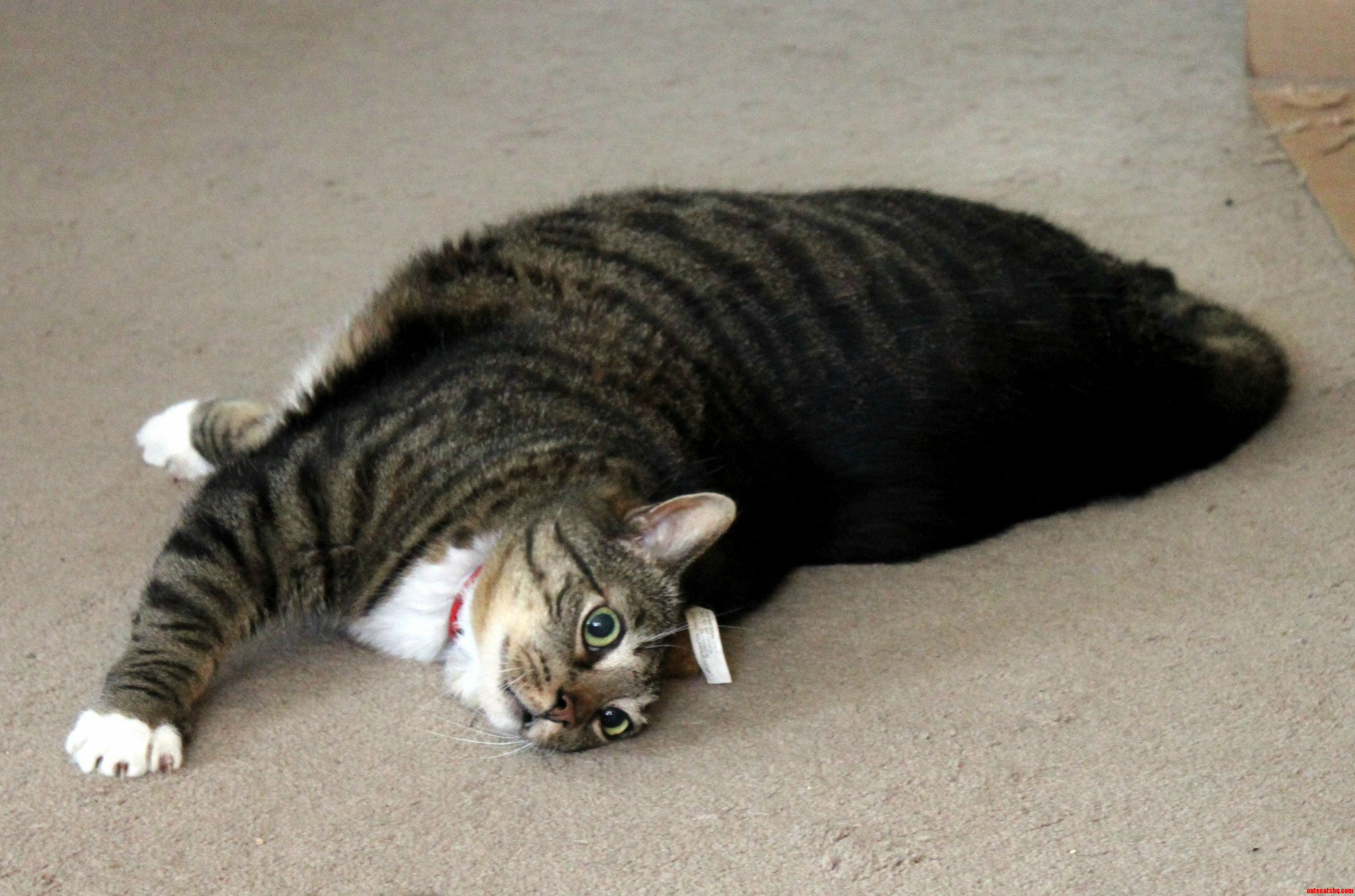 Merlin Loves His Catnip Fish.