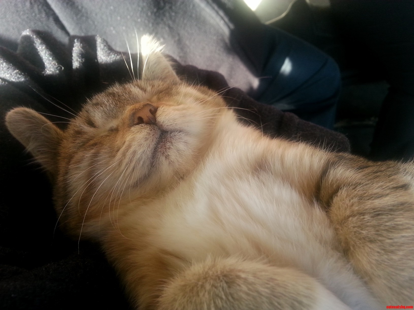 Met This Kitten at a Petting Zoos Socialization Exhibit
