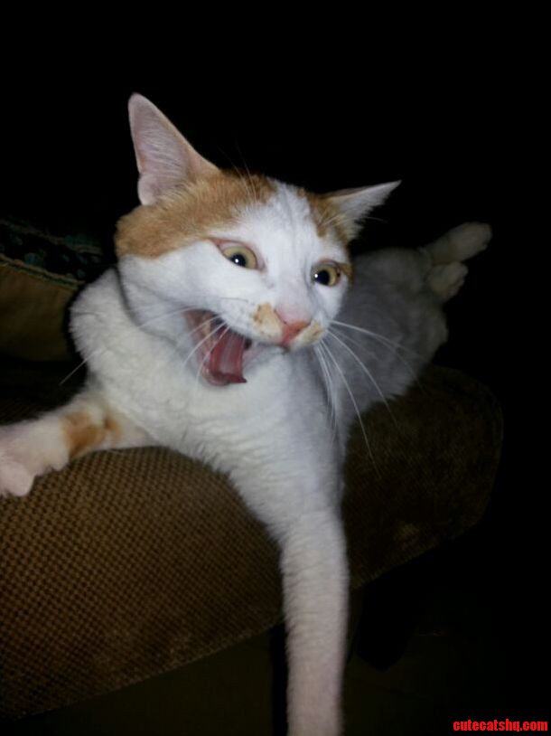 Mid-yawn Cuteness.
