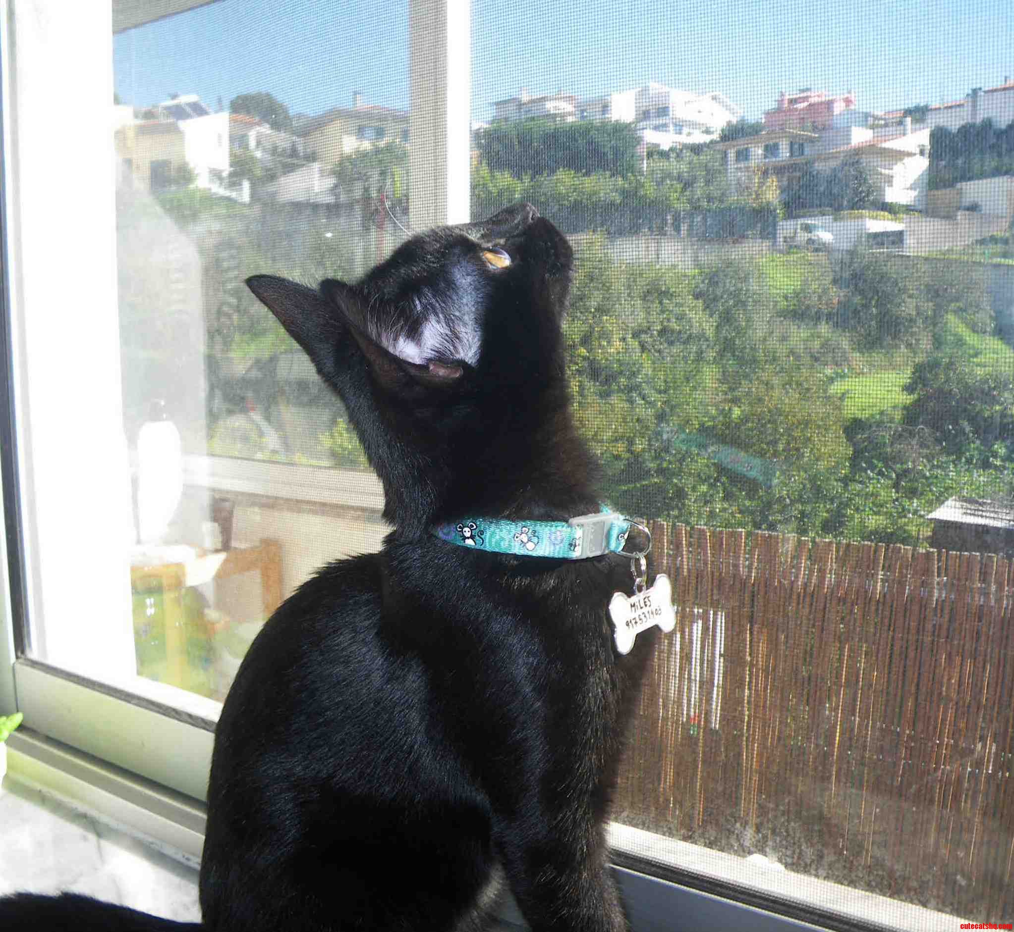 Miles Does This for Hours Everyday. I Wonder What Hes Thinking About...