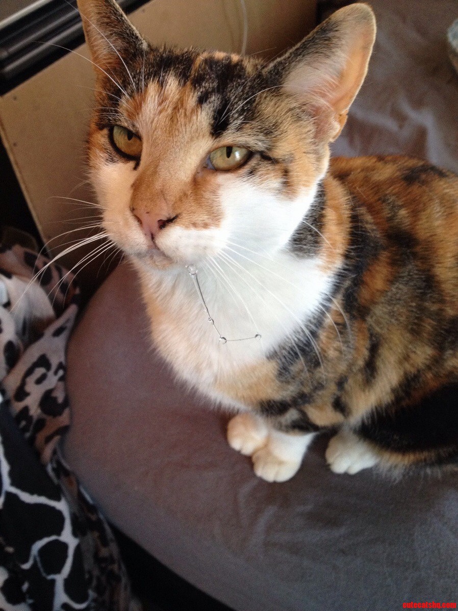 Millie Drools When She Gets Excited.