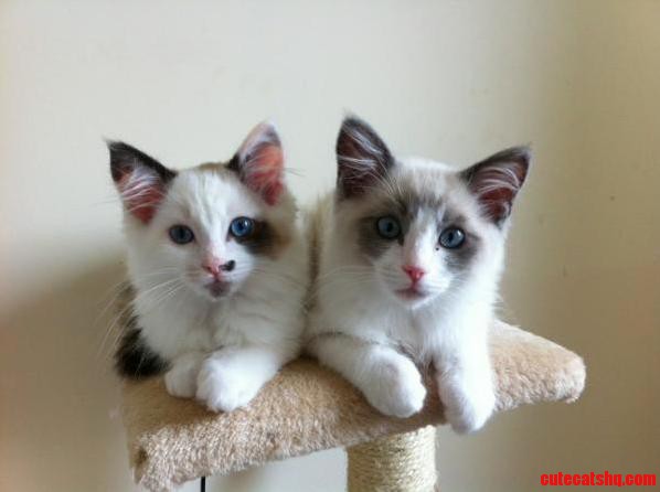 Milly and Maxwell