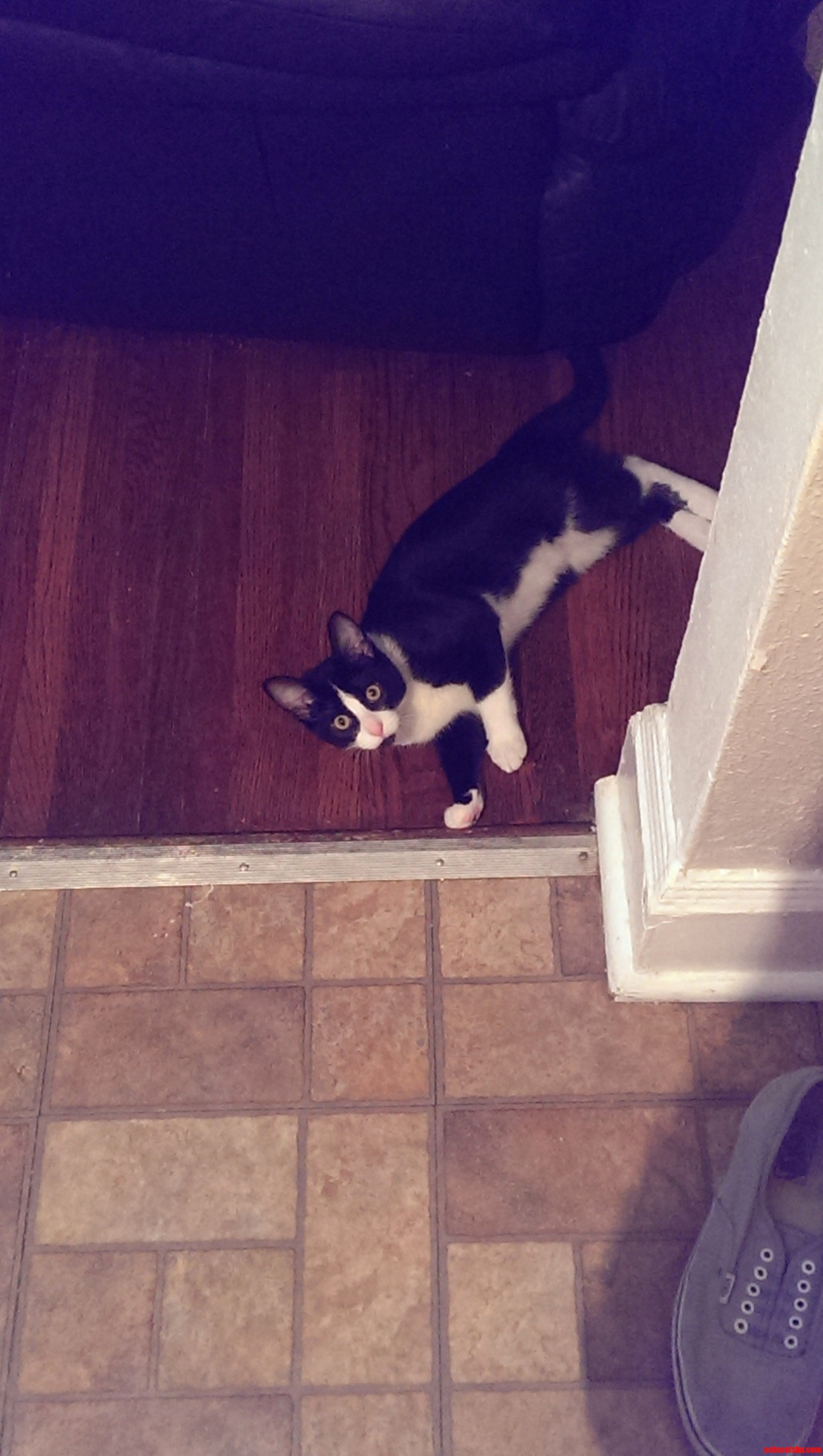Milo on the Floor