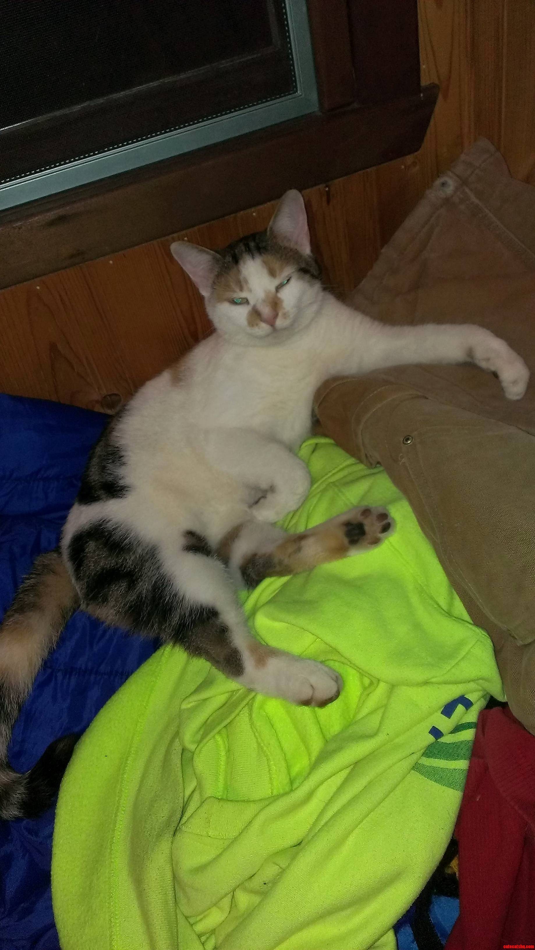 Minja