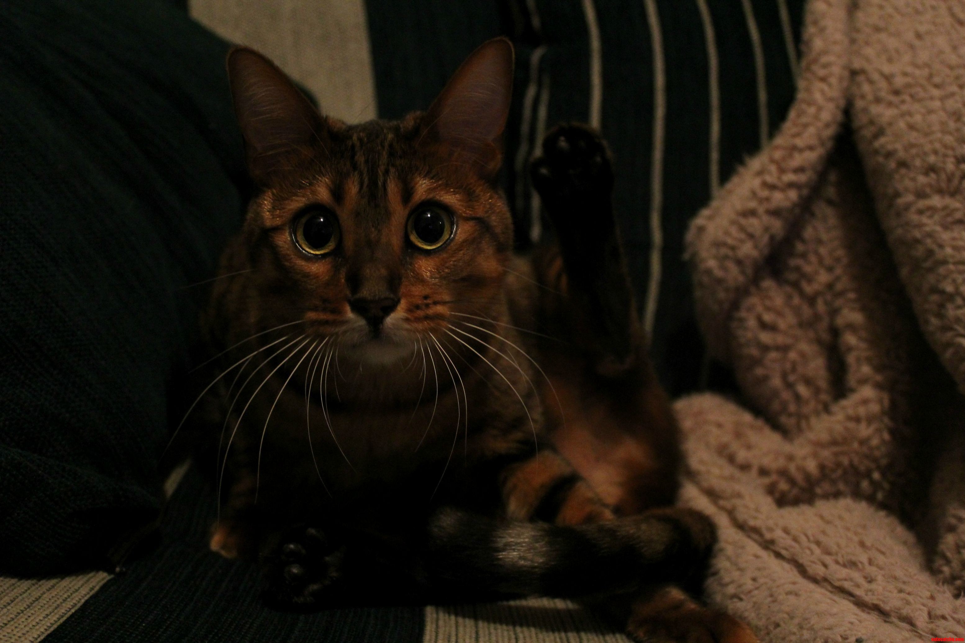Minxie the Bengal Cleaning Herself