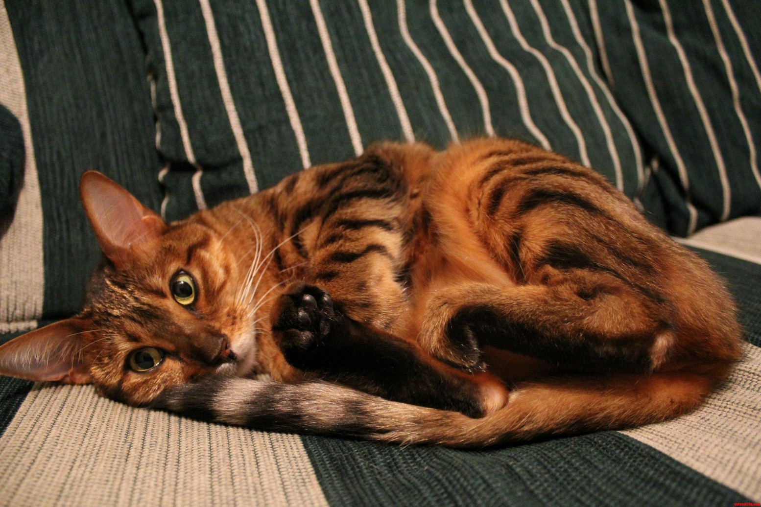 Minxie the Bengals Adorable Black Feet