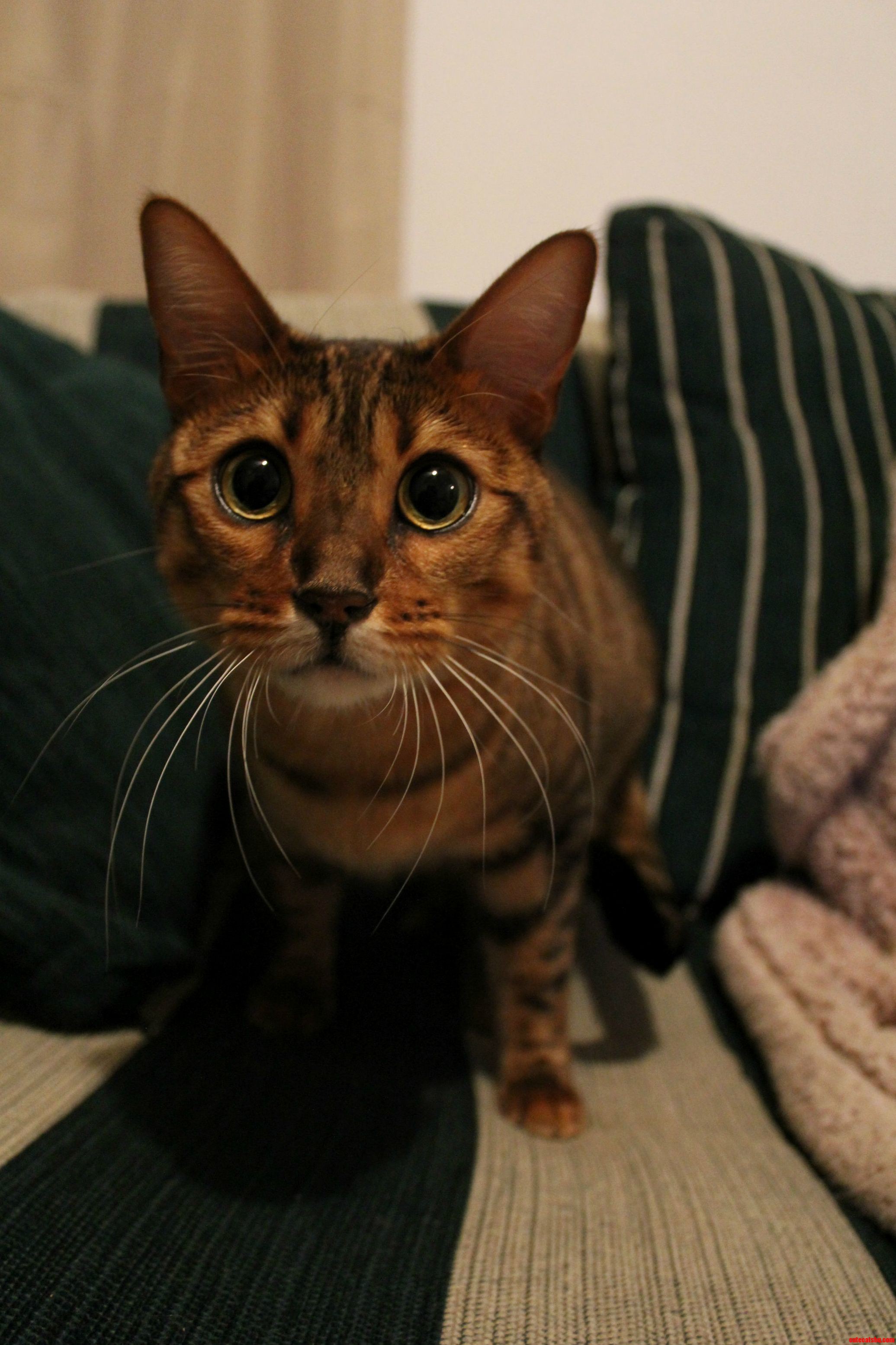 Minxie the Curious Bengal