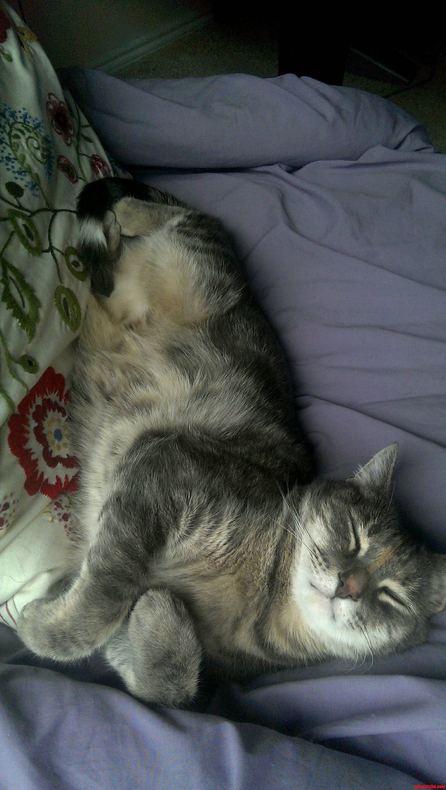 Misha Has a Happy
