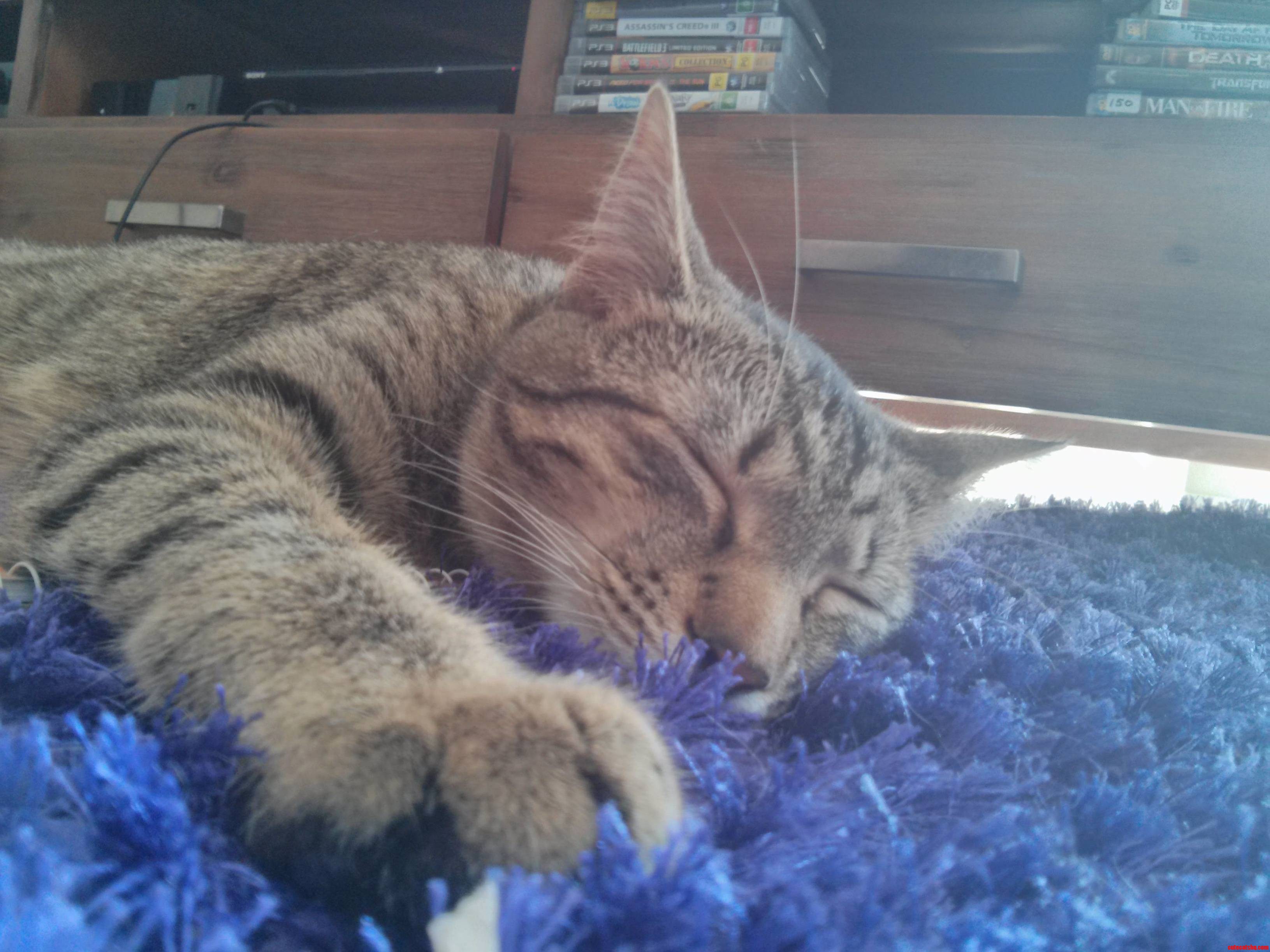 Mishka Comfy on the Rug
