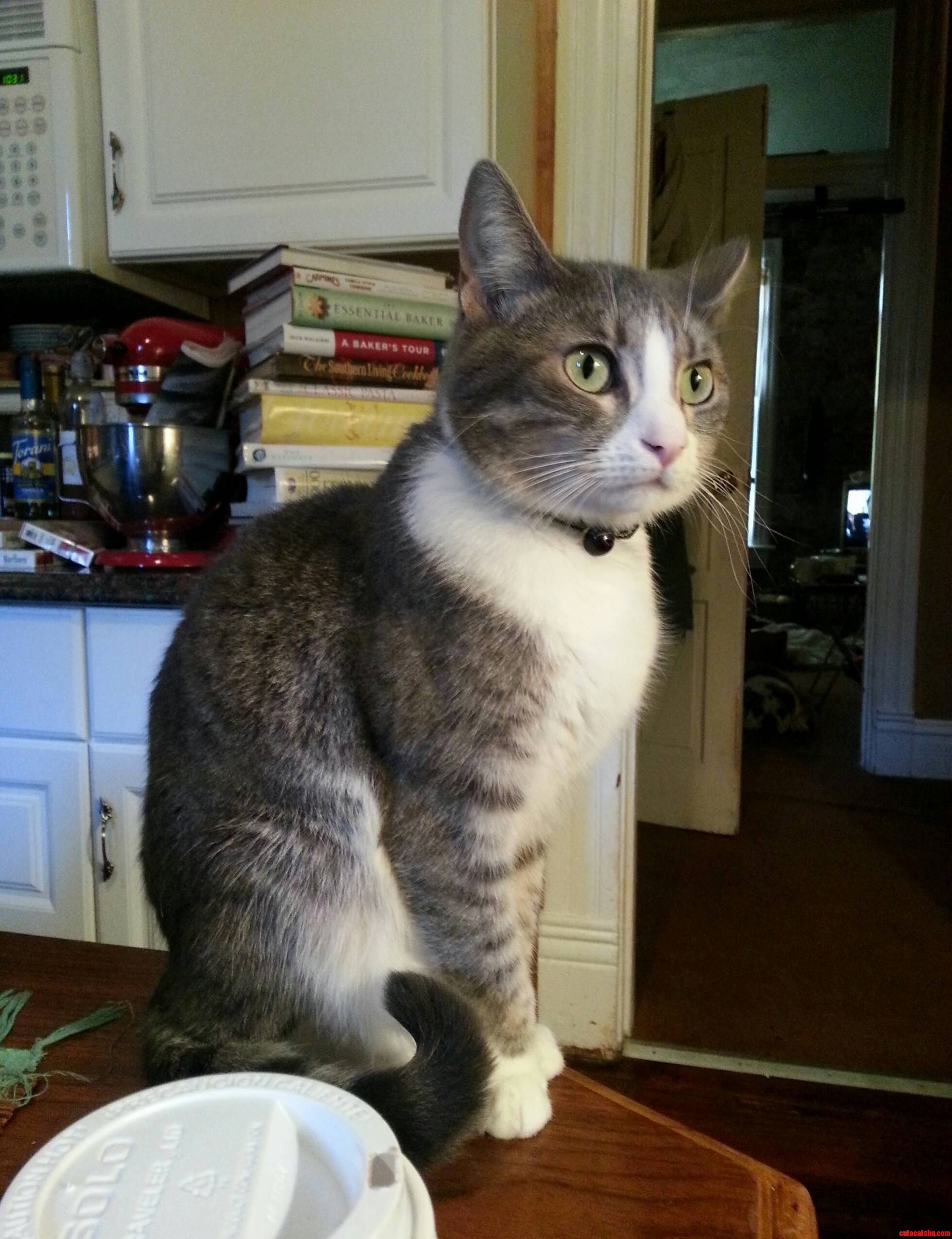 Miss Kittums the Sophisticat.