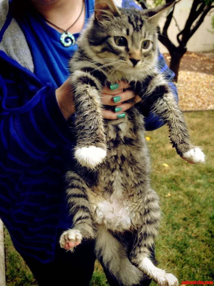 Missed My Cakeday but Heres a Picture of My Kitten Covered in Mud