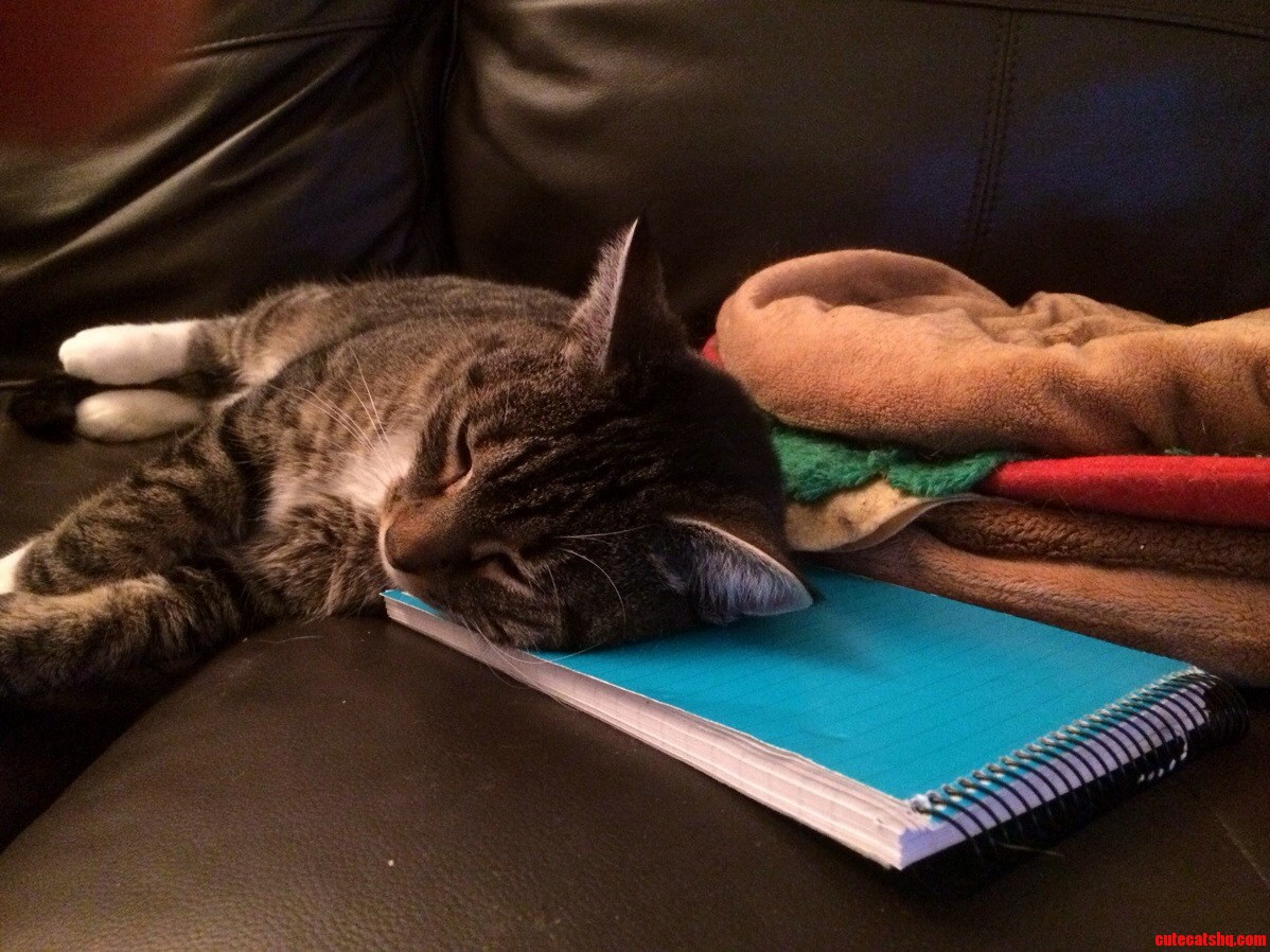 Mitten Fell Asleep in the Middle of a Big Scoop