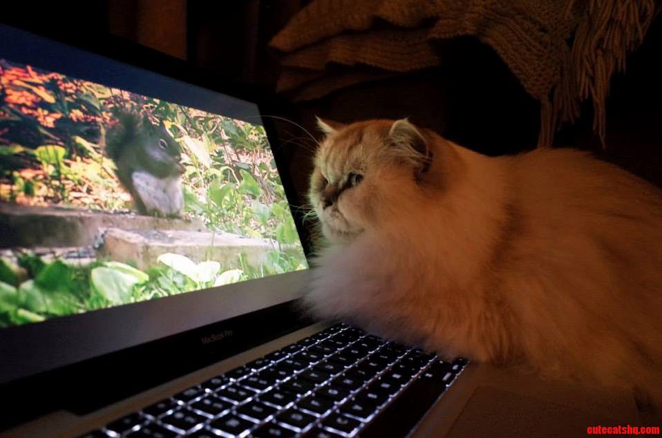 Movie Night