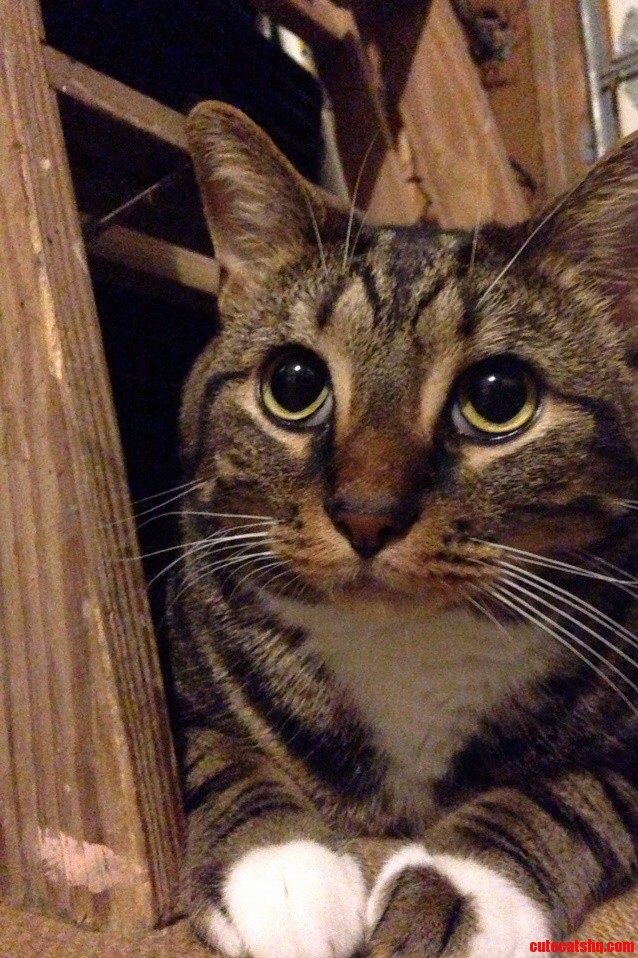 Mr. Kitty