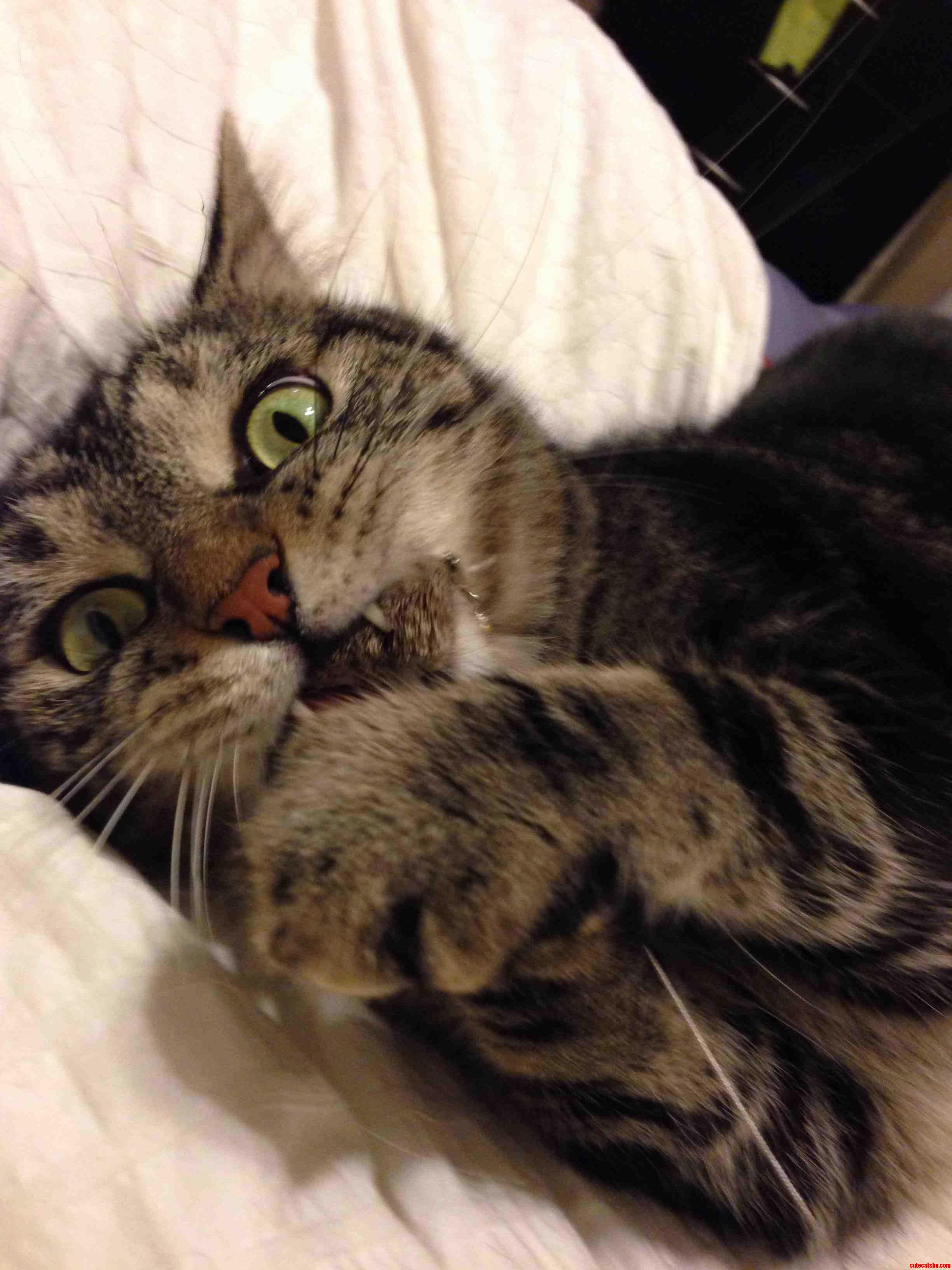 Munchies Is a Wily and Determined Hunter