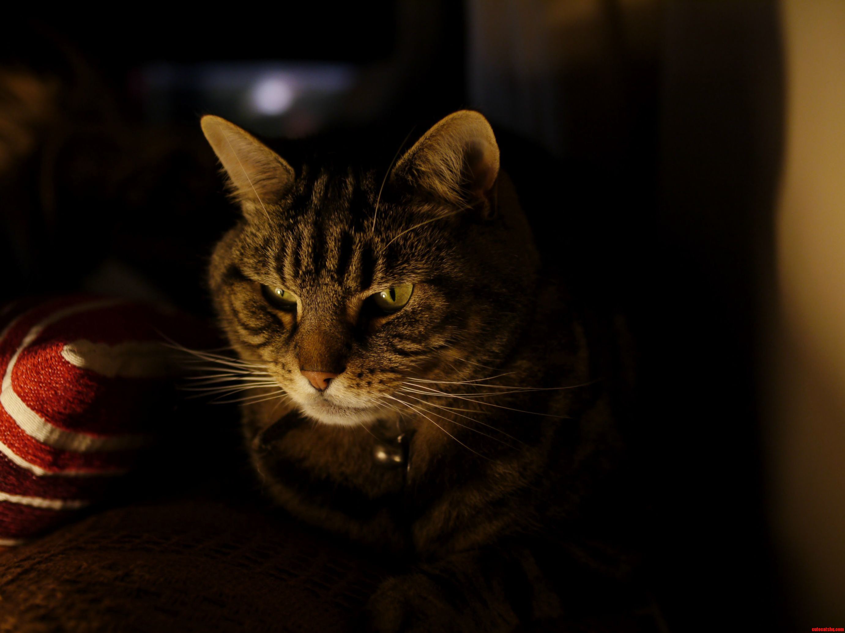 Murray the Cat Pondering.
