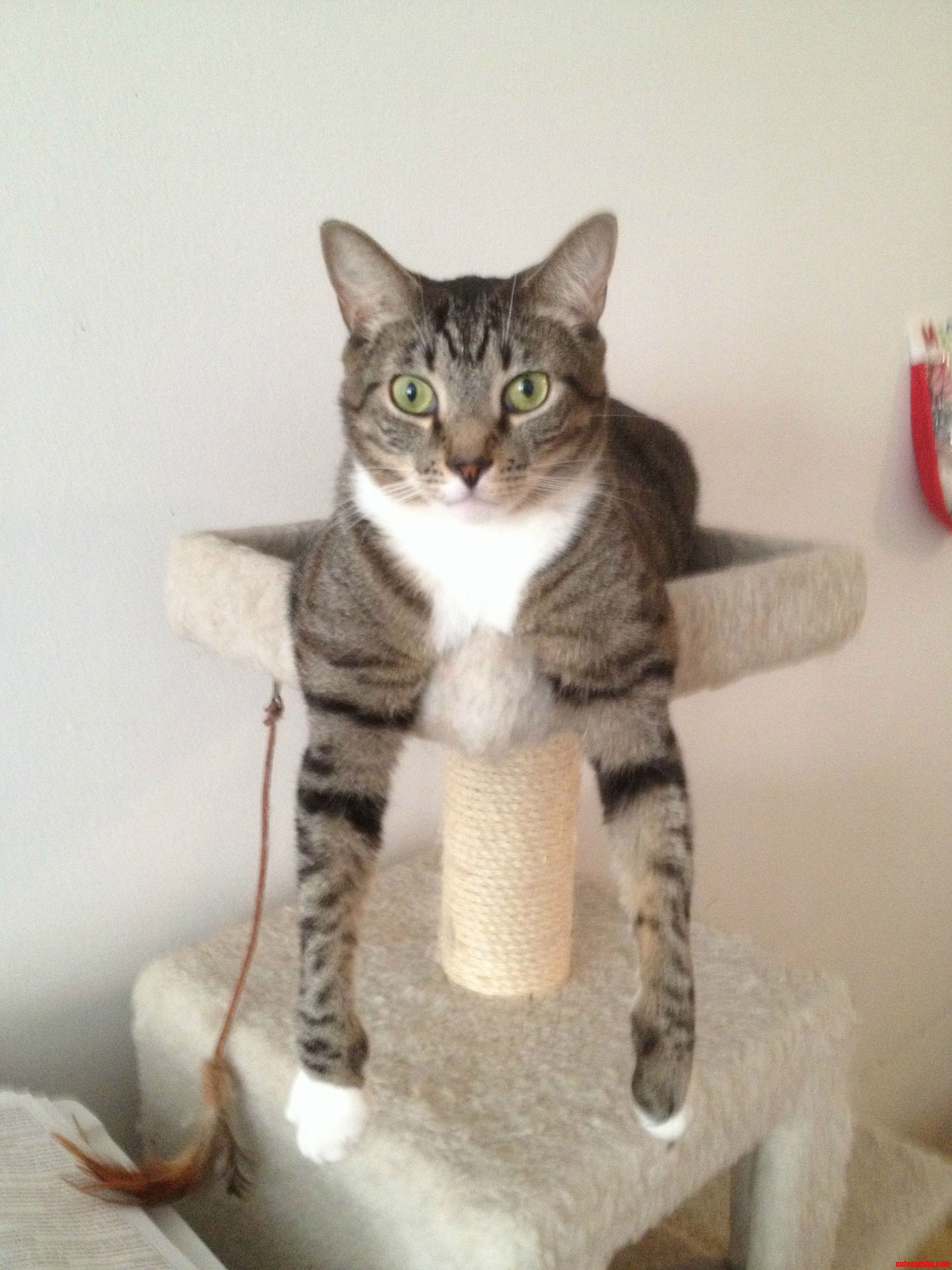 Muscle Cat