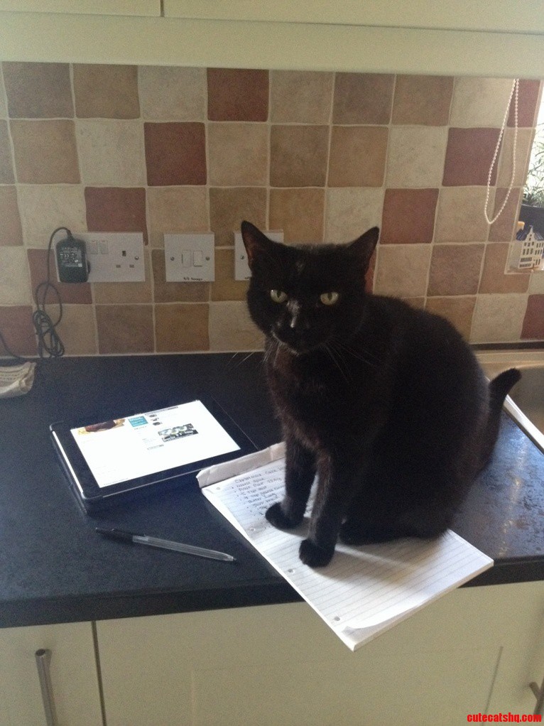 My 10 Year Old Cat Still Gets in the Way of My Productivity