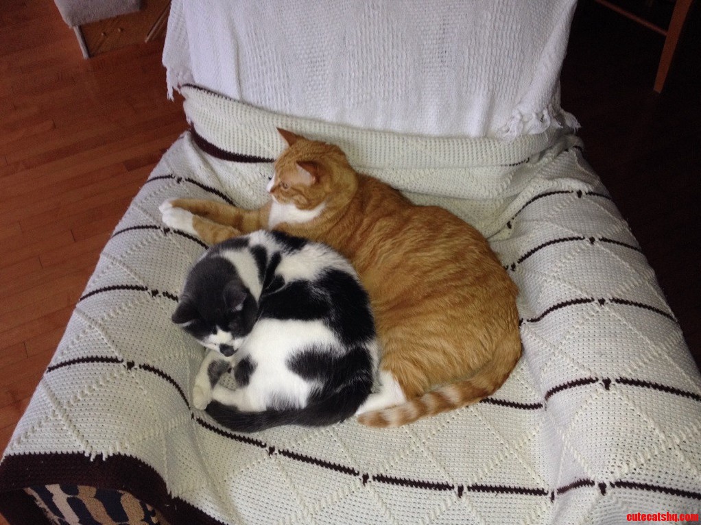 My 2 Cats