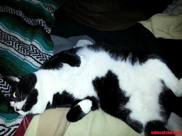 My 30lb Bear Cat
