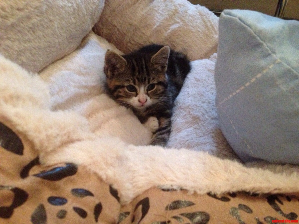 My 30th Birthday Present from My Husband Meet Theodore. 0