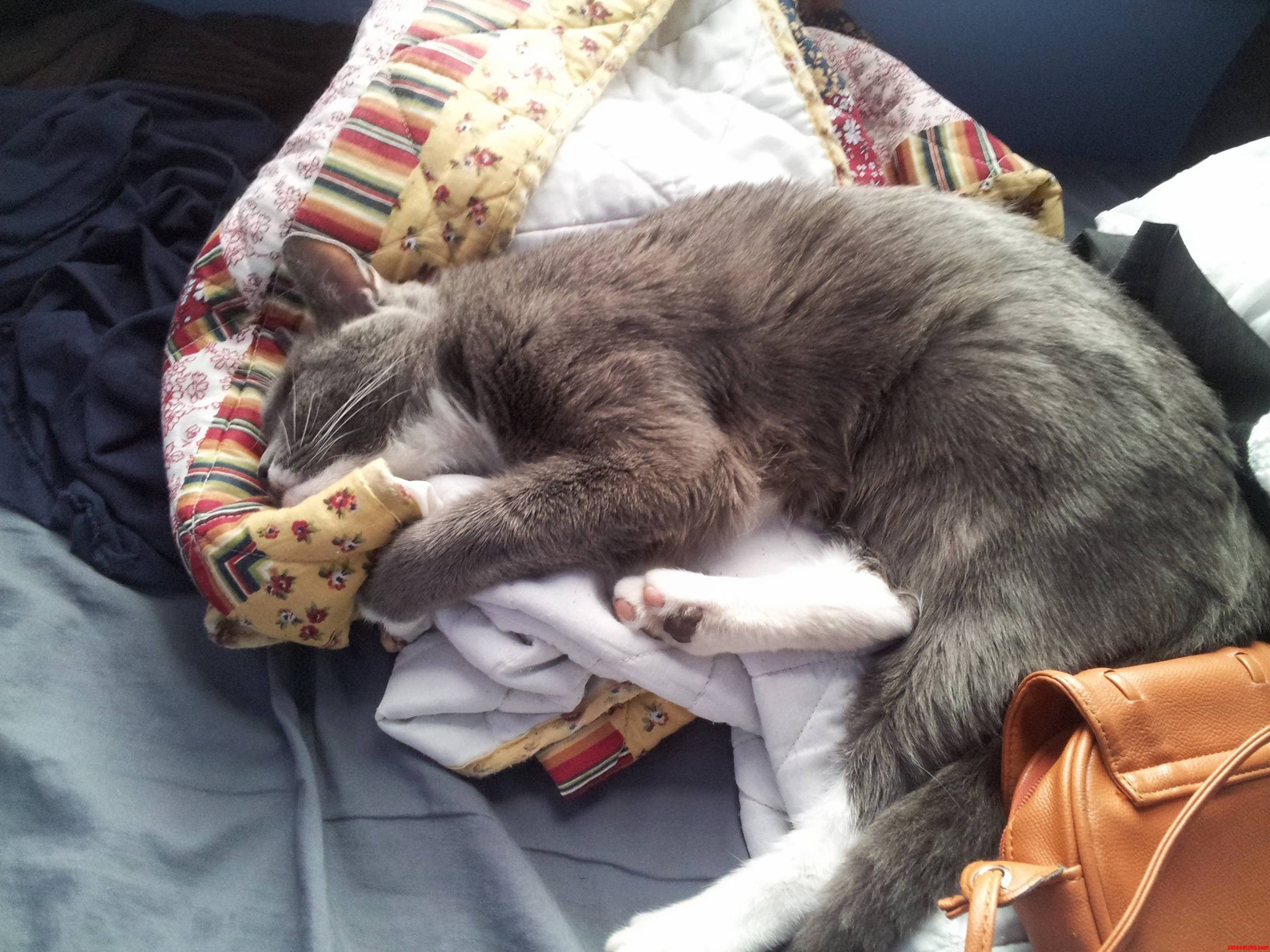 My Adorable Little Cat Love Him So Much.