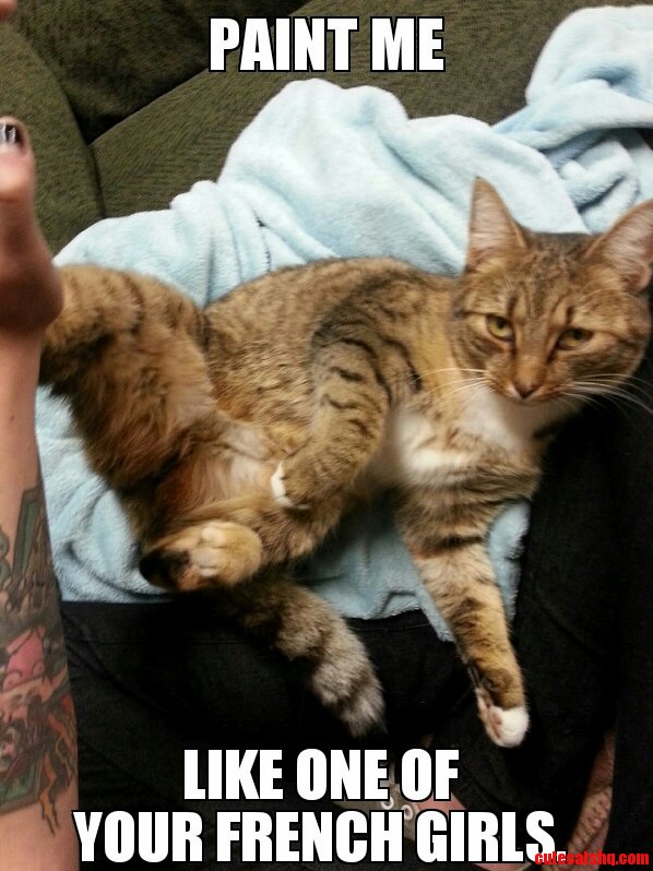 My Amazing Girlfriends Cat.