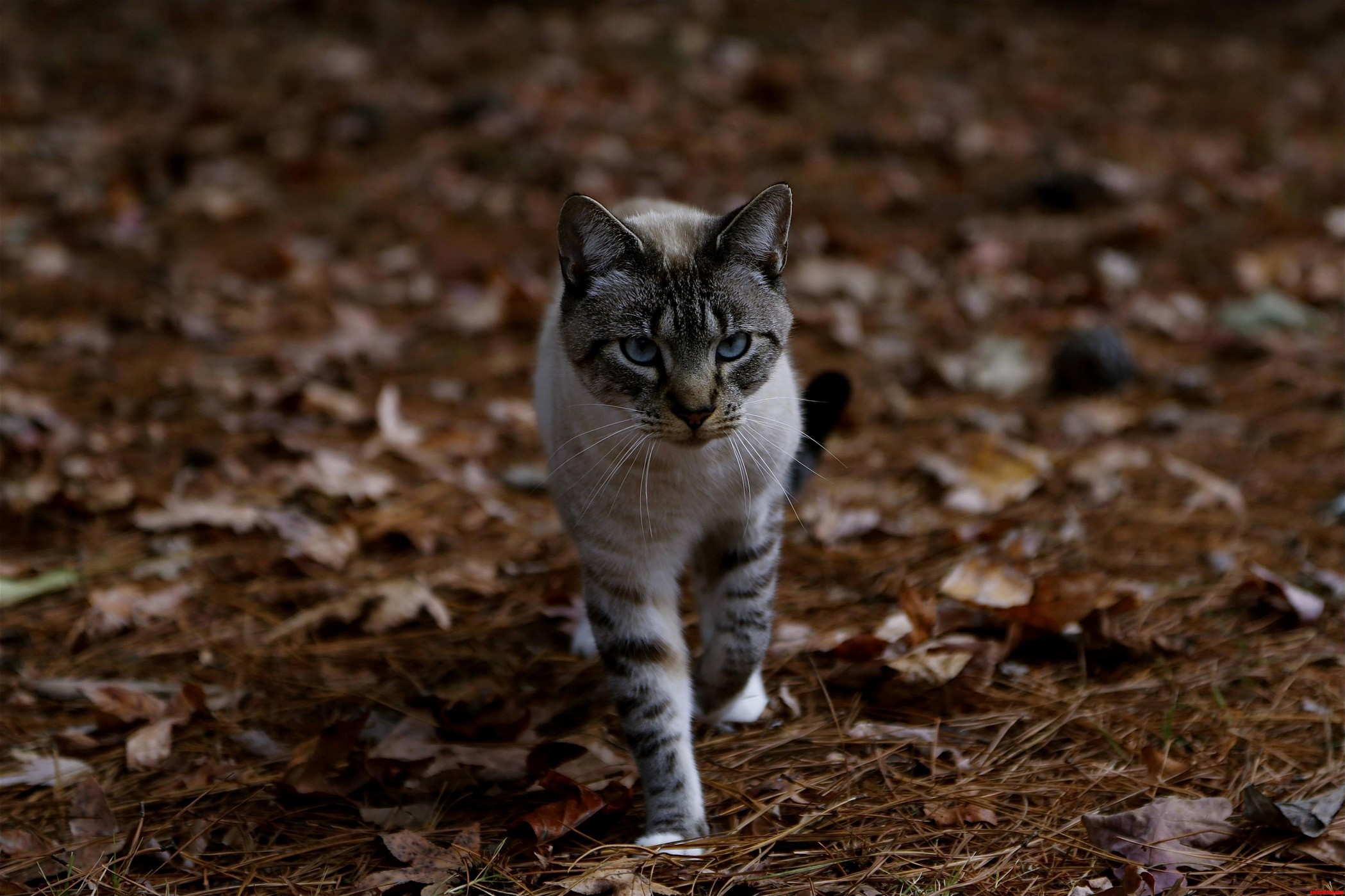 My Aunts Beautiful Cat