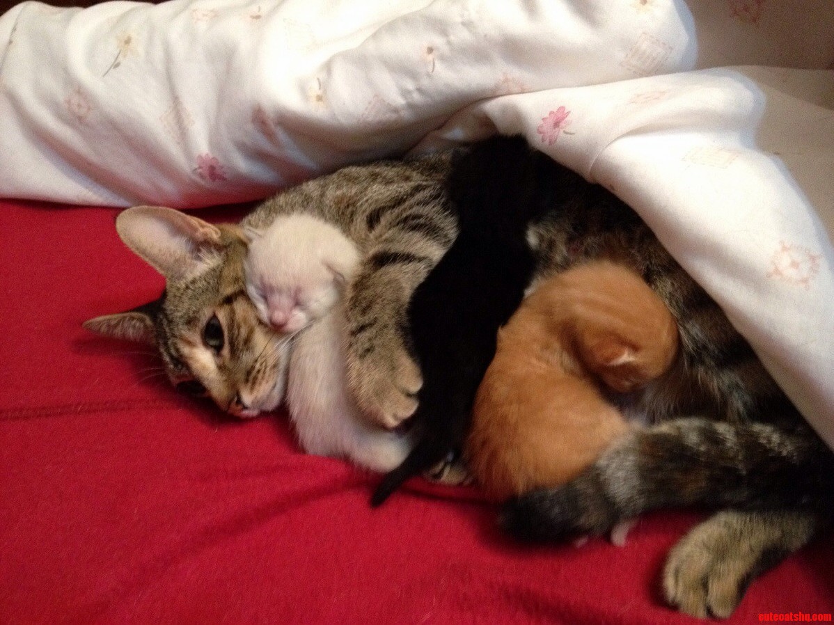 My Aunts Cat Just Had These Three Little Things. Theyre a Week Old.