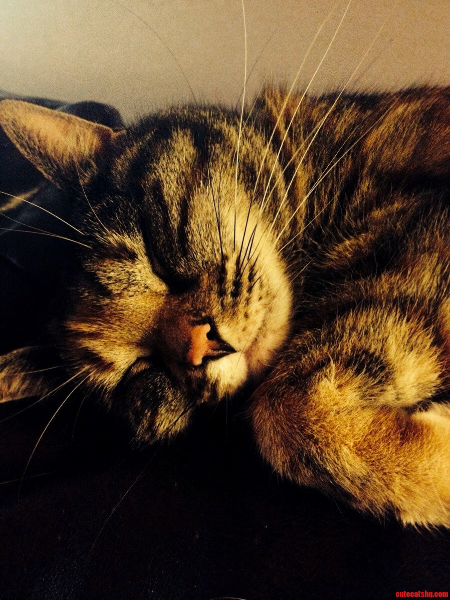 My Baby 3 Sleeping Off Another Hard Day of Sleep.