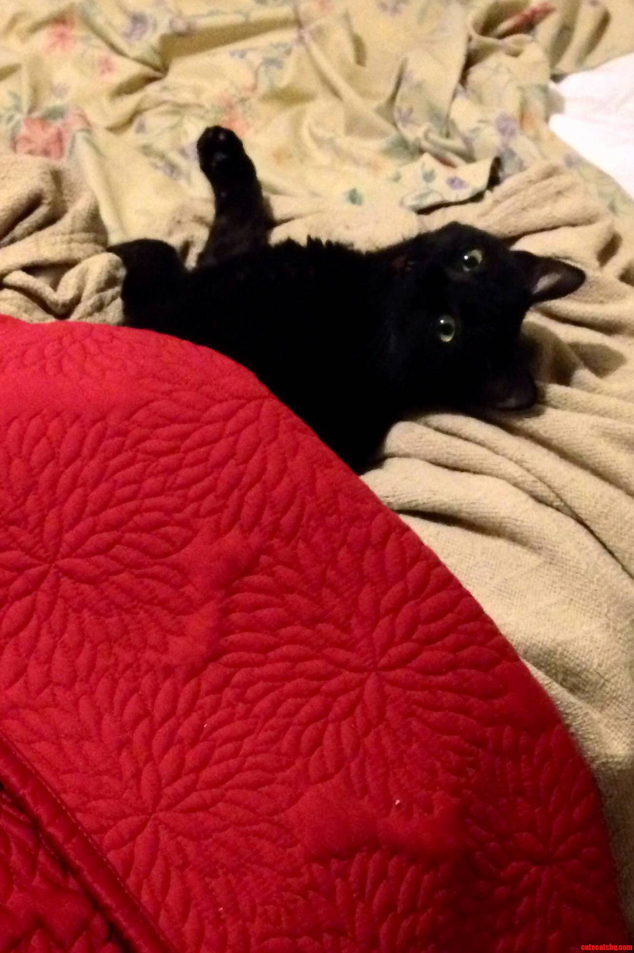 My Baby Boy Shmooey Knows I Like to Nap After Class So He Tucked Himself in When I Got Home