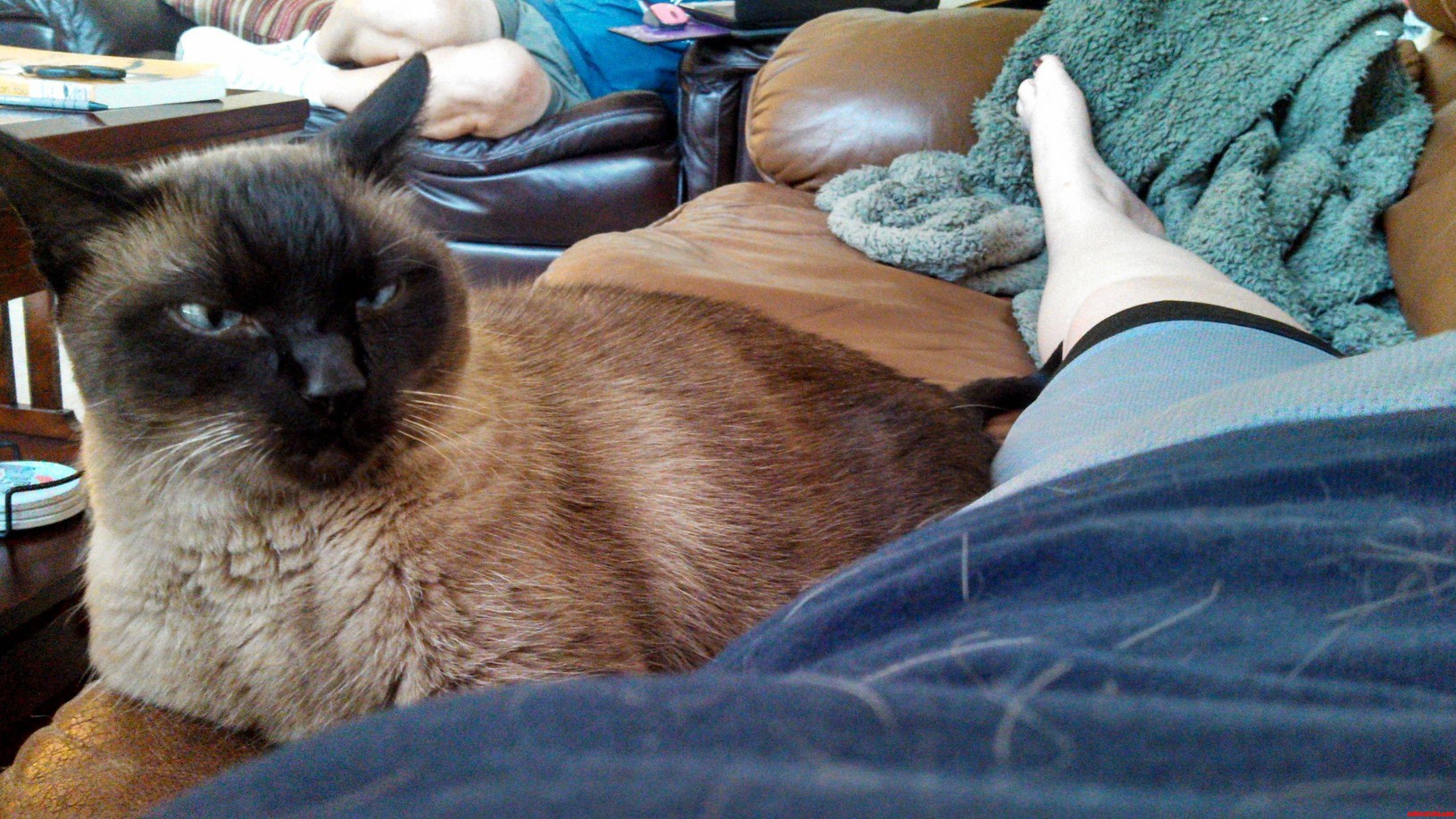 My Baby. Shes 14 Yrs Old. Seal Point Siamese.