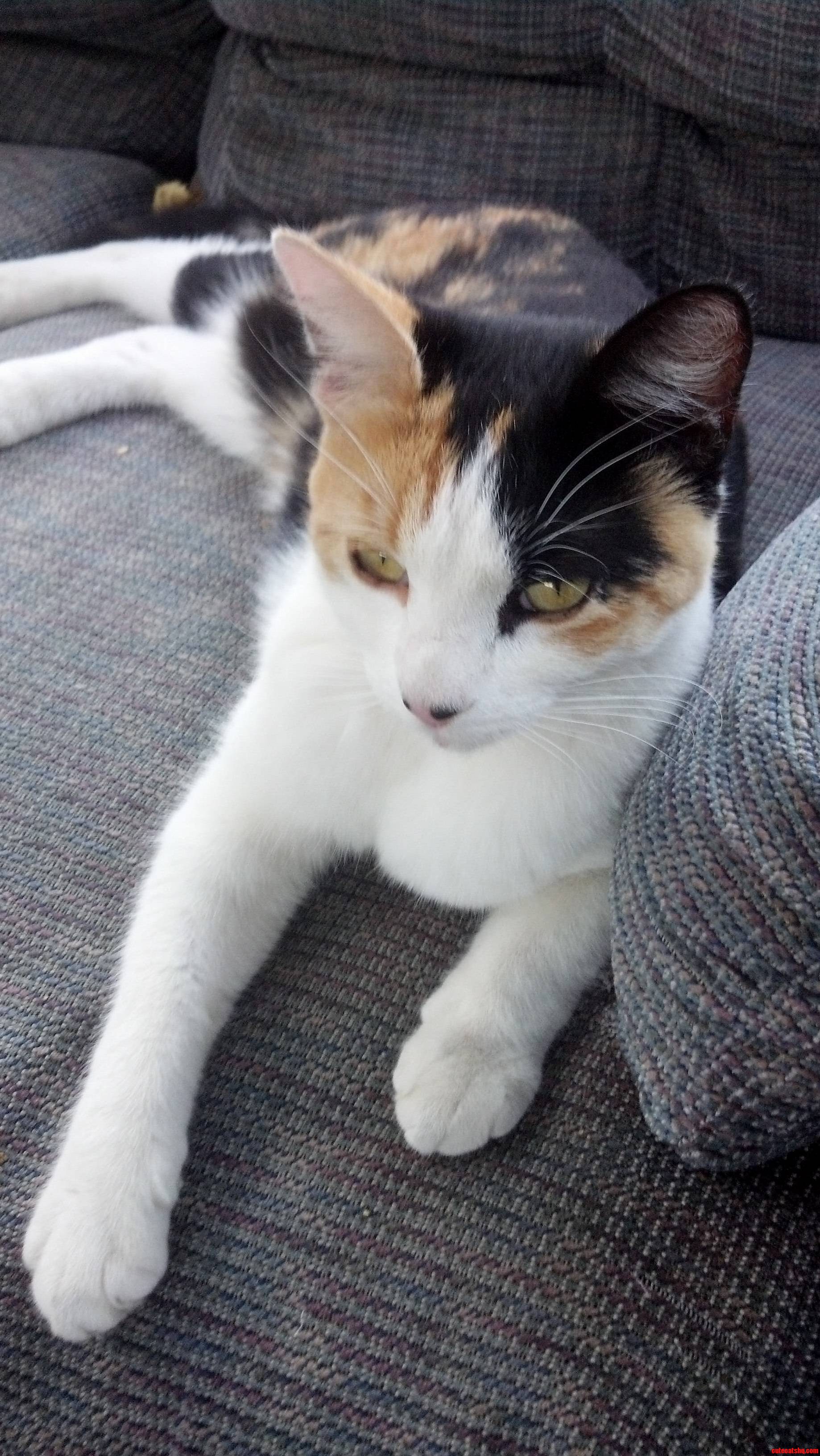 My Backyard Cat. We Call Her Lord Mittens