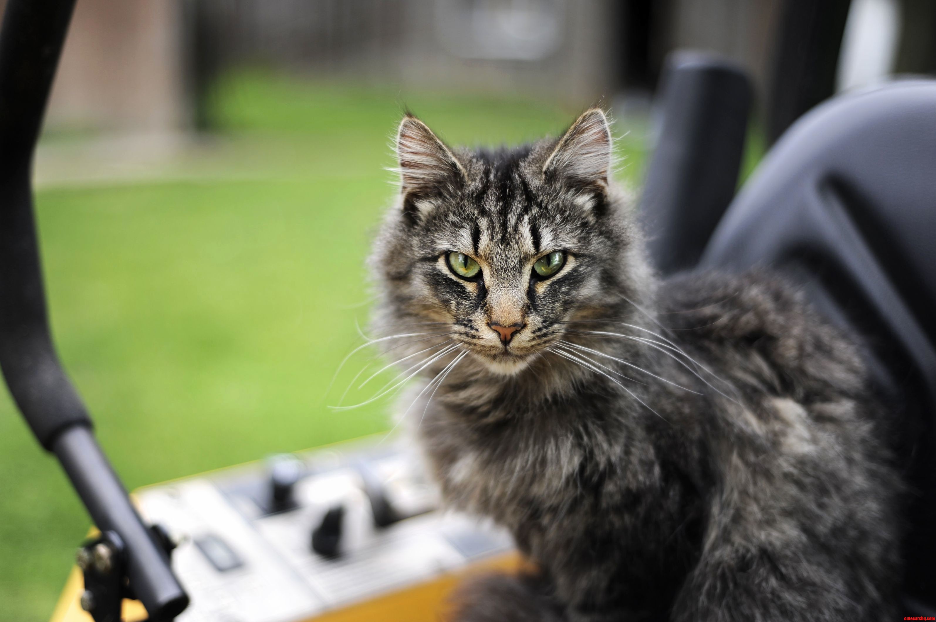 My Barn Cat Has Some Handsome Eyes. Meet Tommy.