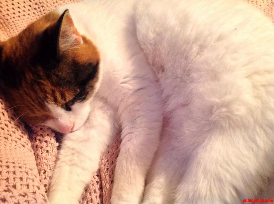 My Beautiful Baby Kitty D