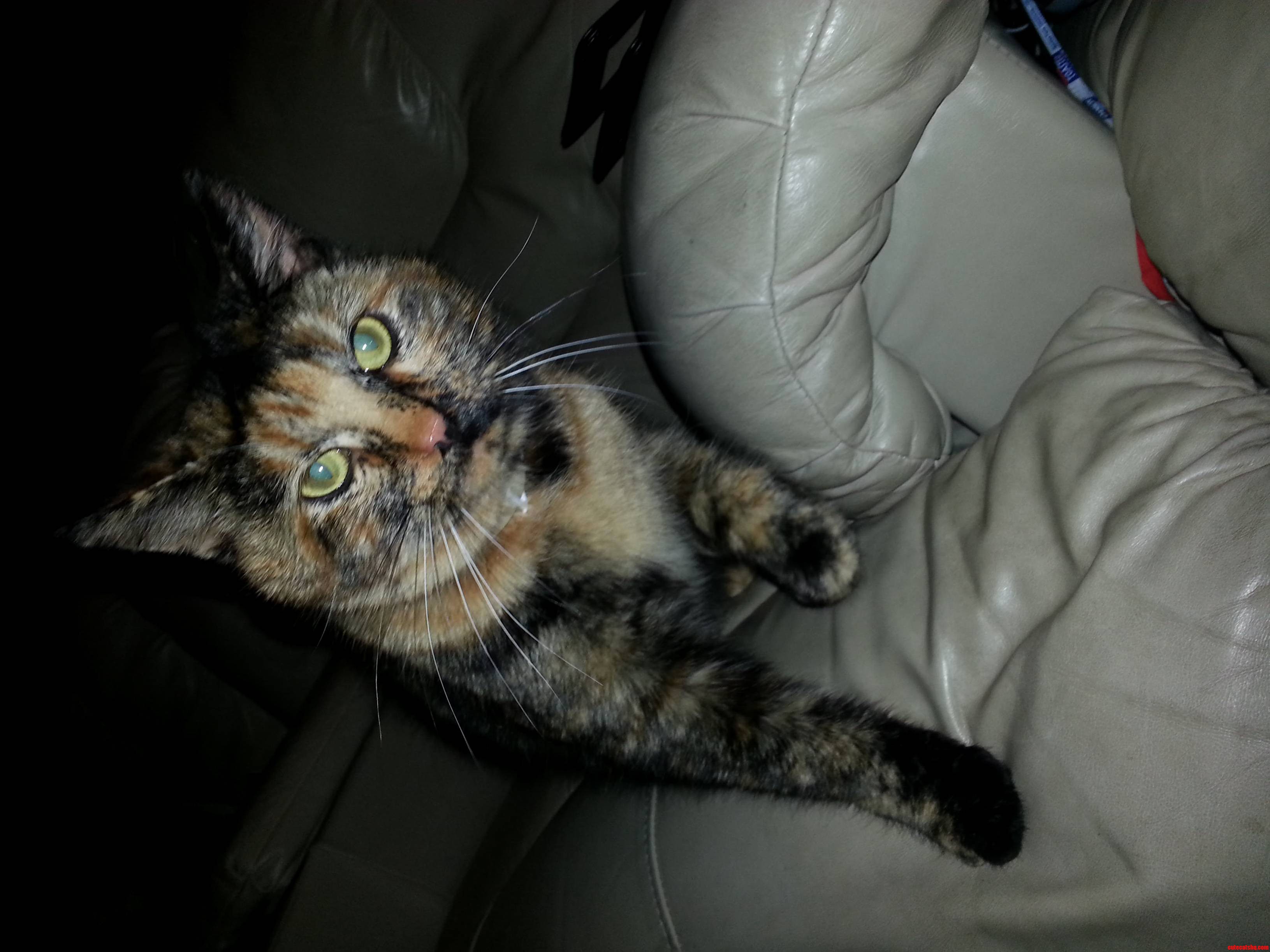 My Beautiful Reese.