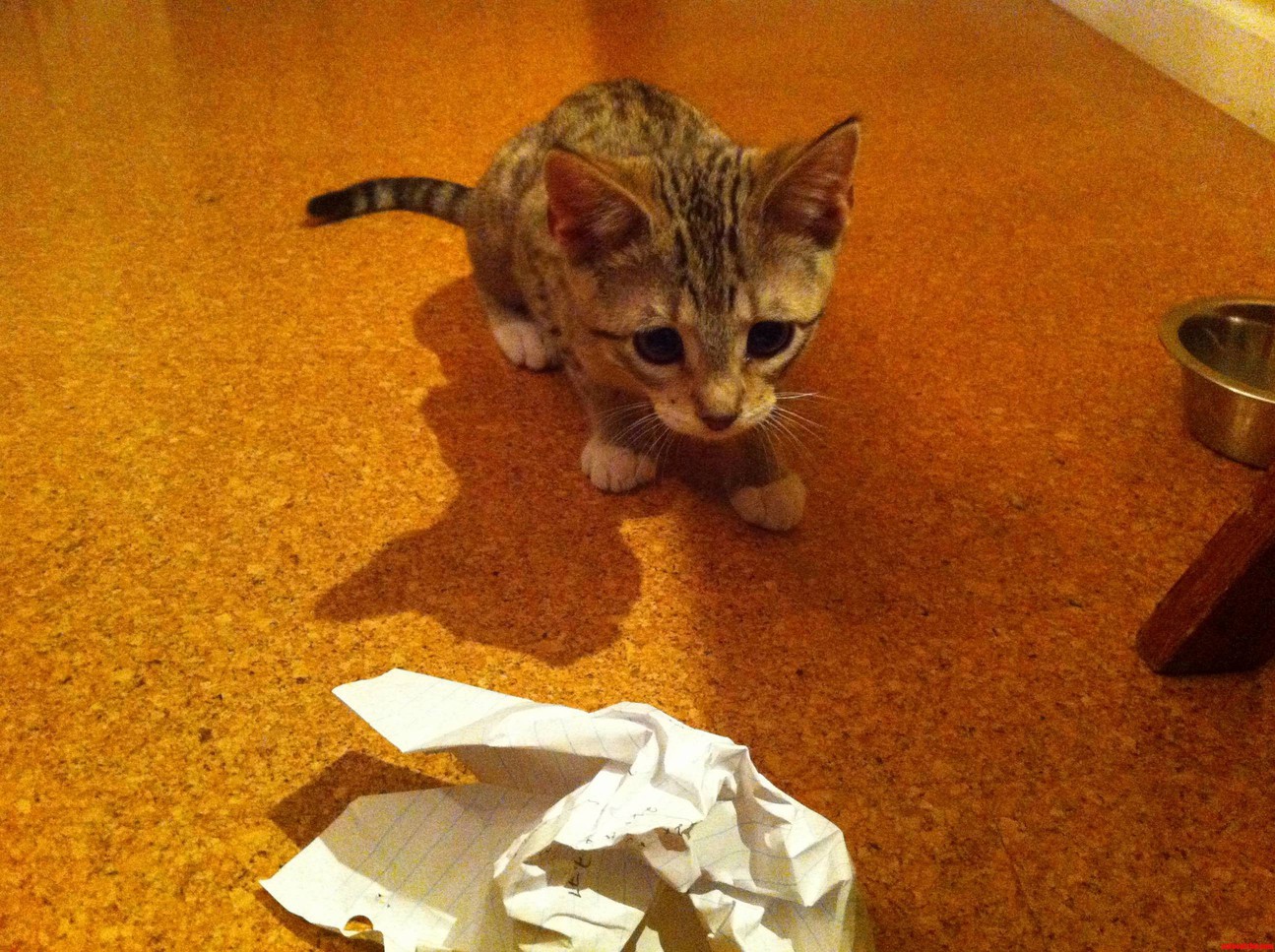 My Bengal Kitty About to Pounce on a Piece of Crumpled Up Paper