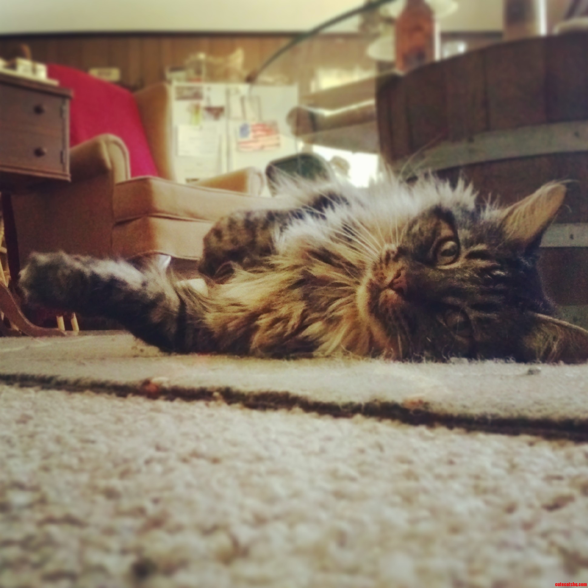 My Best Friend of 13 Years