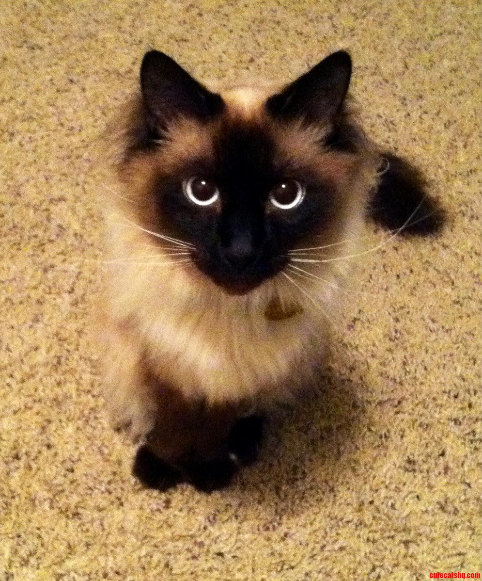 My Big Blue Eyed Buddy Simon