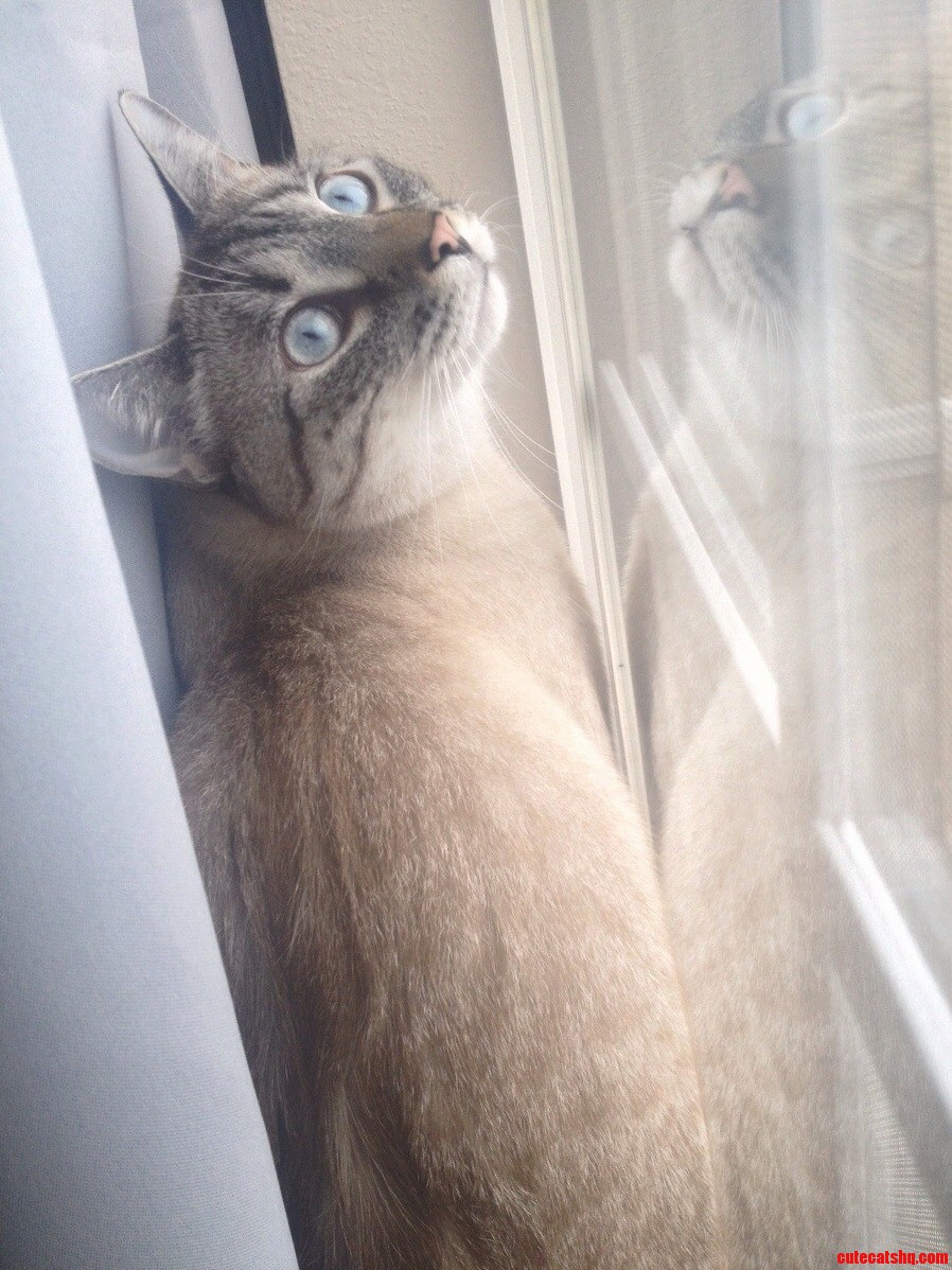 My Blue Eyed Baby Moose Loves the Window