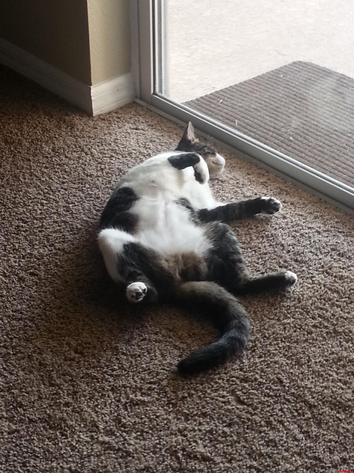 My Boyfriends Cat Jo. Not Sleeping Just Watching My Dog Run Around Ouside.