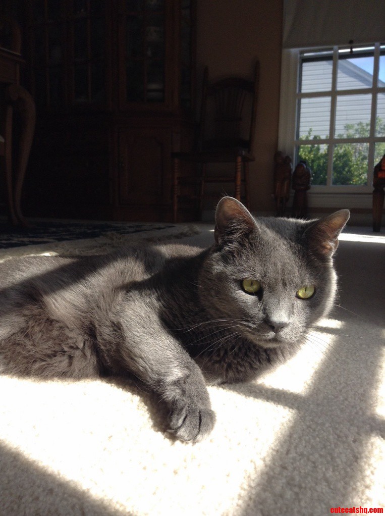My Boyfriends Manly Looking Cat Mickey.