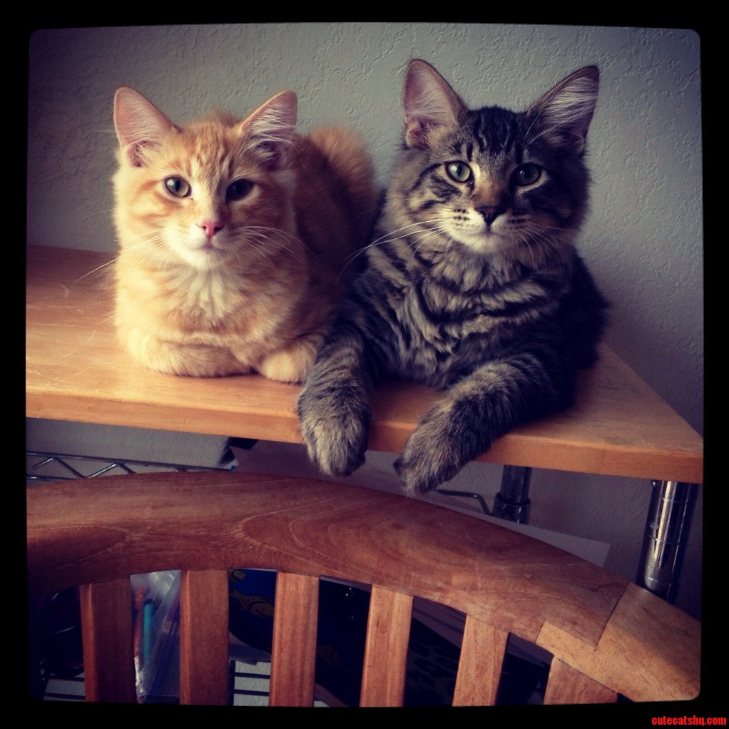 My Boys Leo Lynx