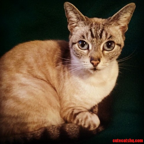 My Brothers Cat Gizmo
