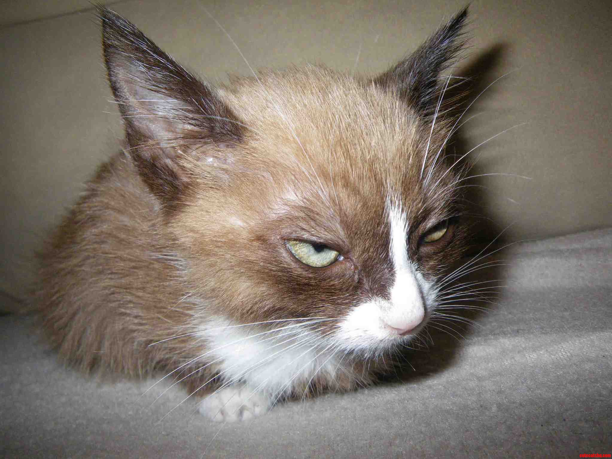 My Brothers Cat Looks Like Grumpy Cat