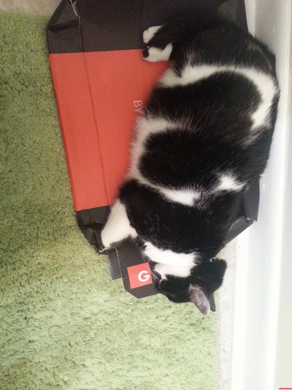 My Cat Always Lays on Her Box Whenever Anyone Is in the Bathroom.