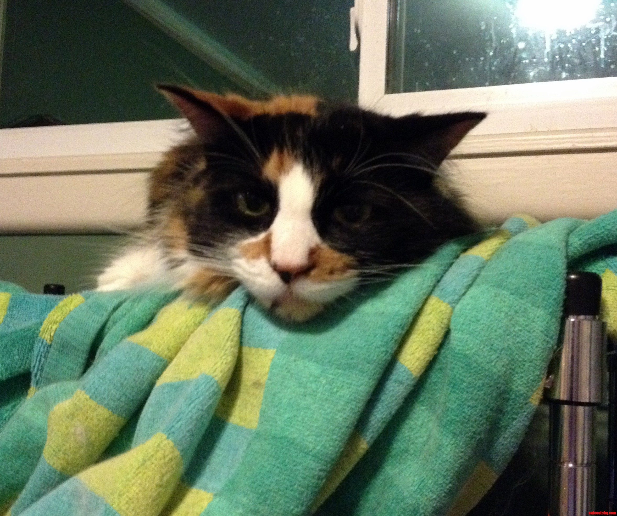 My Cat Always Stares at Me While Im on My Computer. Freaks Me Out Sometimes.
