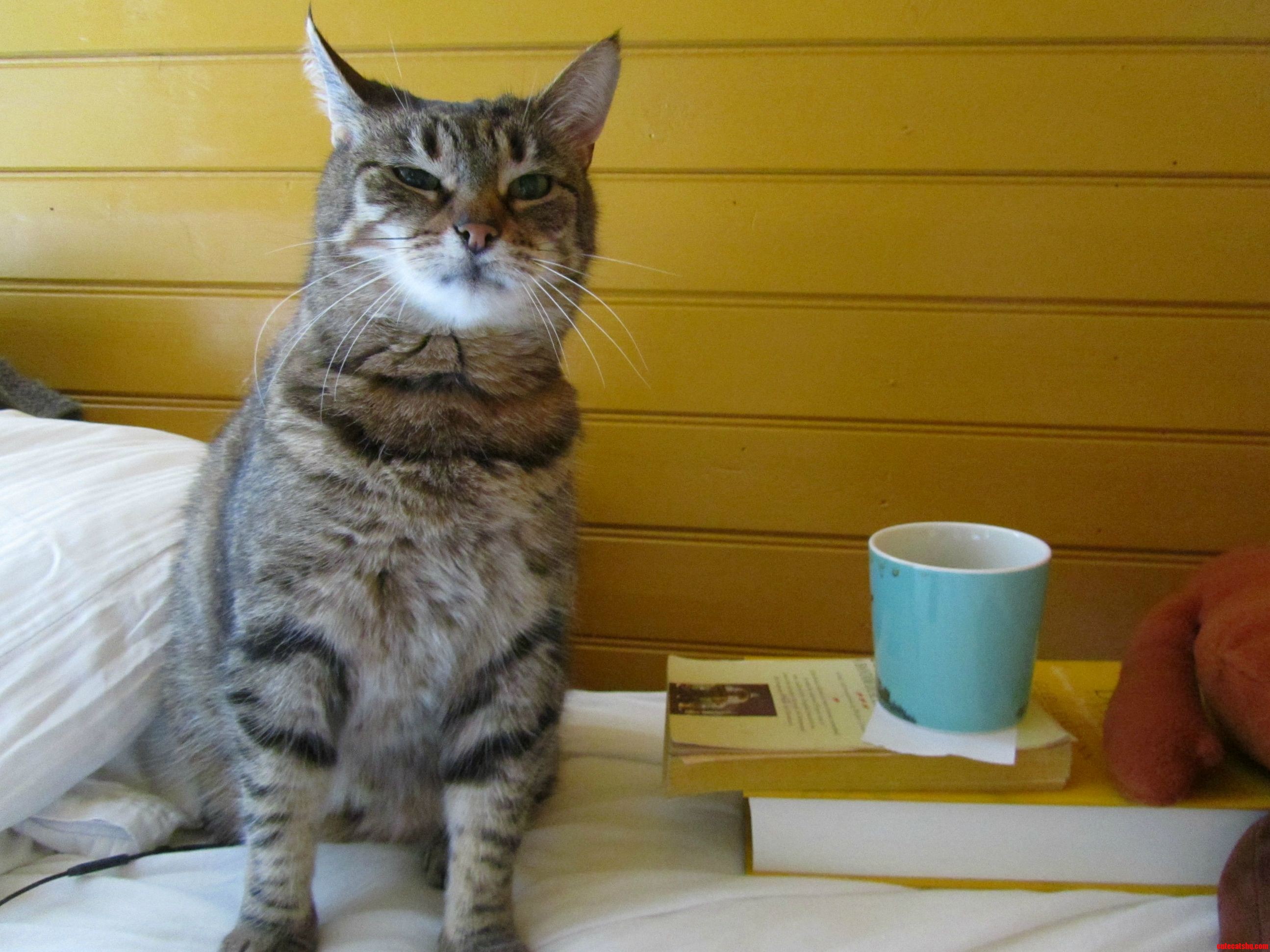 My Cat Before Her First Cup of Coffee in the Morning.