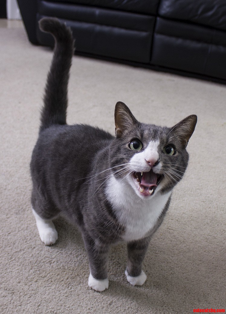 My Cat Being a Total Derp.